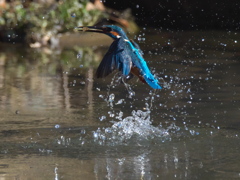 浮上 262（父親）