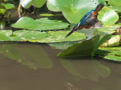 飛び込みシーケンス 12-1（父親）