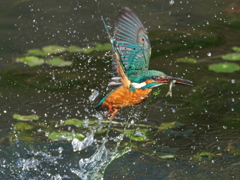 浮上 457-1（父親）