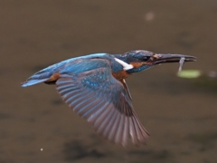 エビ獲れたよ 8-1