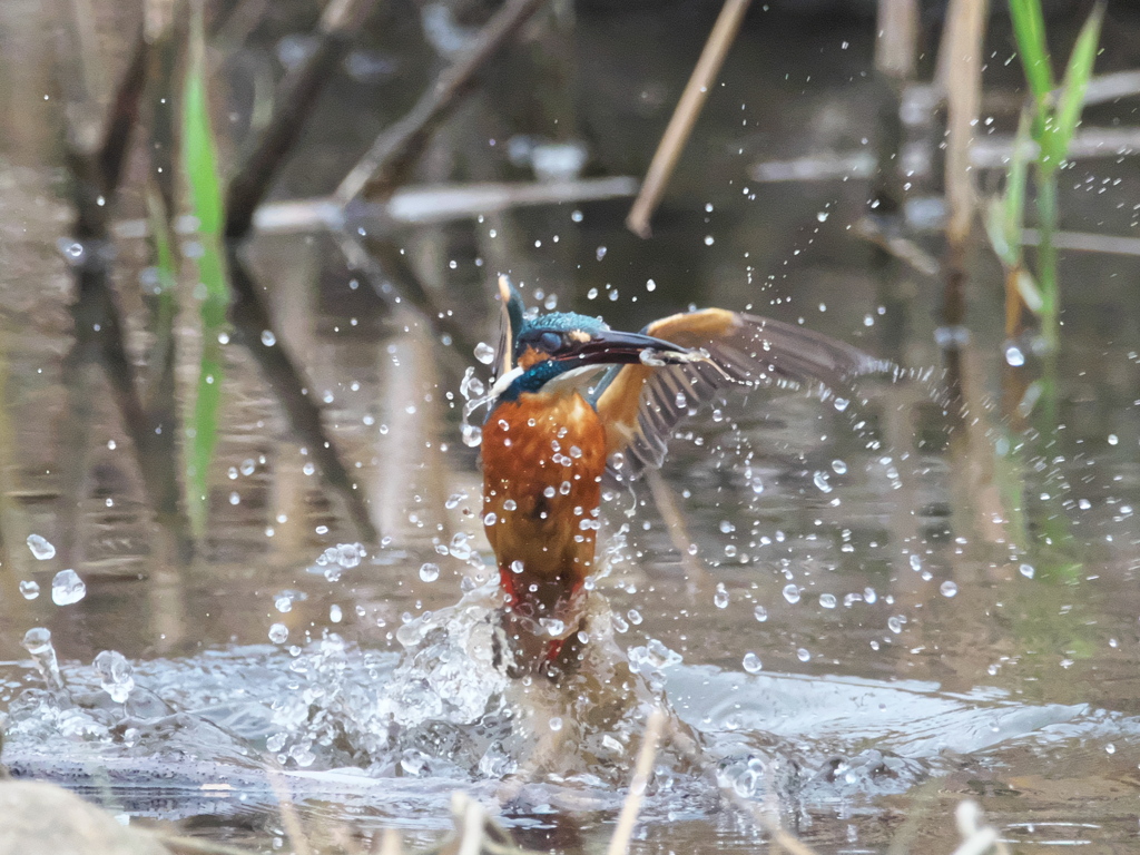 飛び込みシーケンス 33-2（父親）
