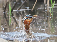 飛び込みシーケンス 33-2（父親）