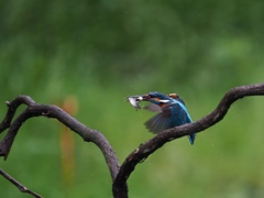 止り木へ 115-3（お魚二匹）