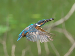 エビ獲れたよ 18-1（父親）