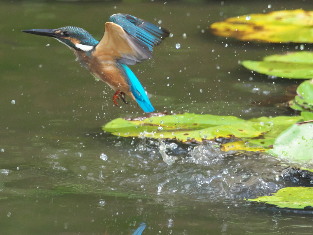 浮上 82-3（黒い若雄）