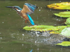 浮上 82-3（黒い若雄）