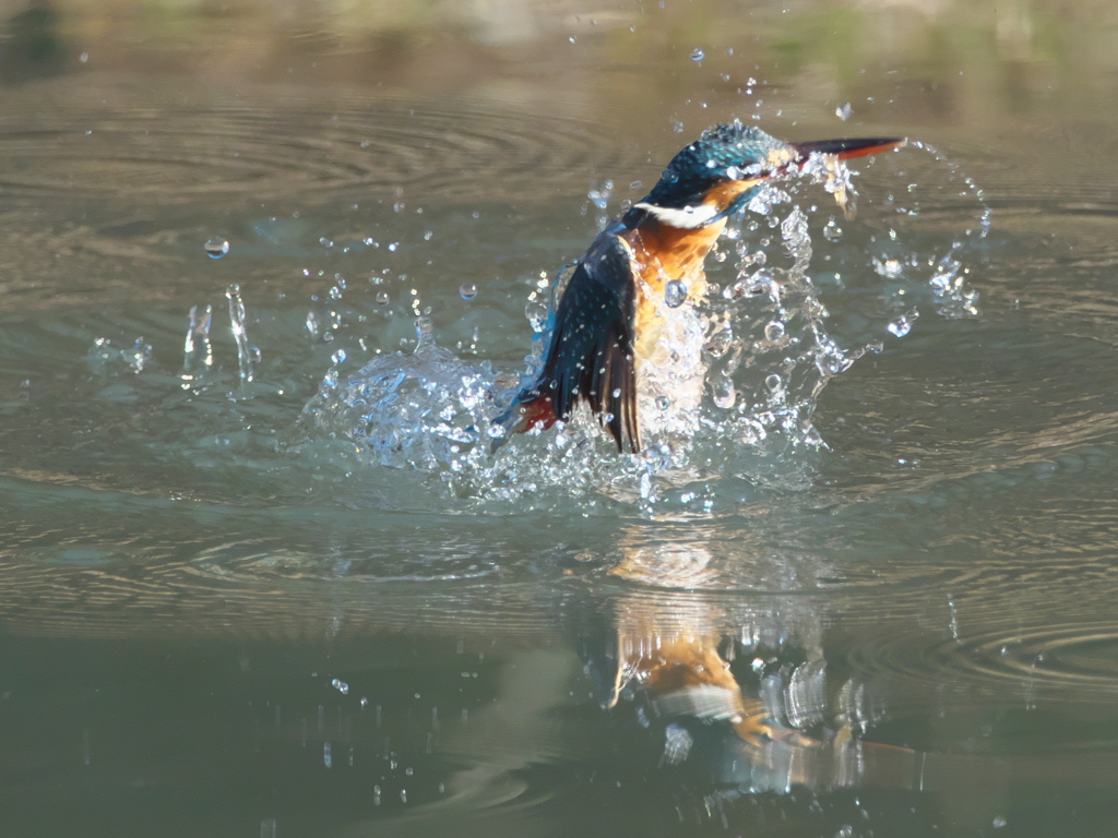 浮上 306（嫁候補）