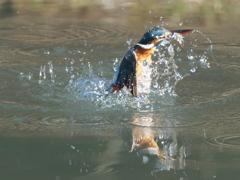 浮上 306（嫁候補）