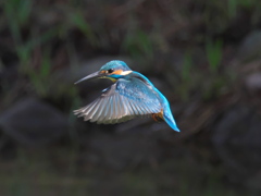 ホバ 10（父親）