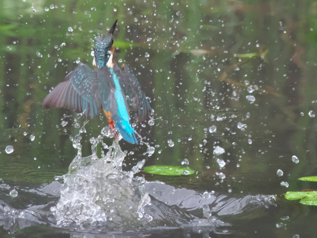 浮上 89（父親）