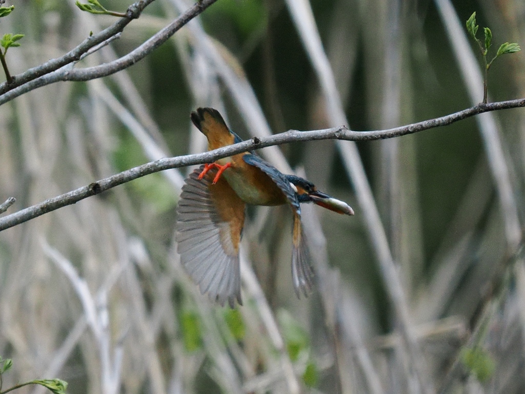 お持ち帰り 28-2