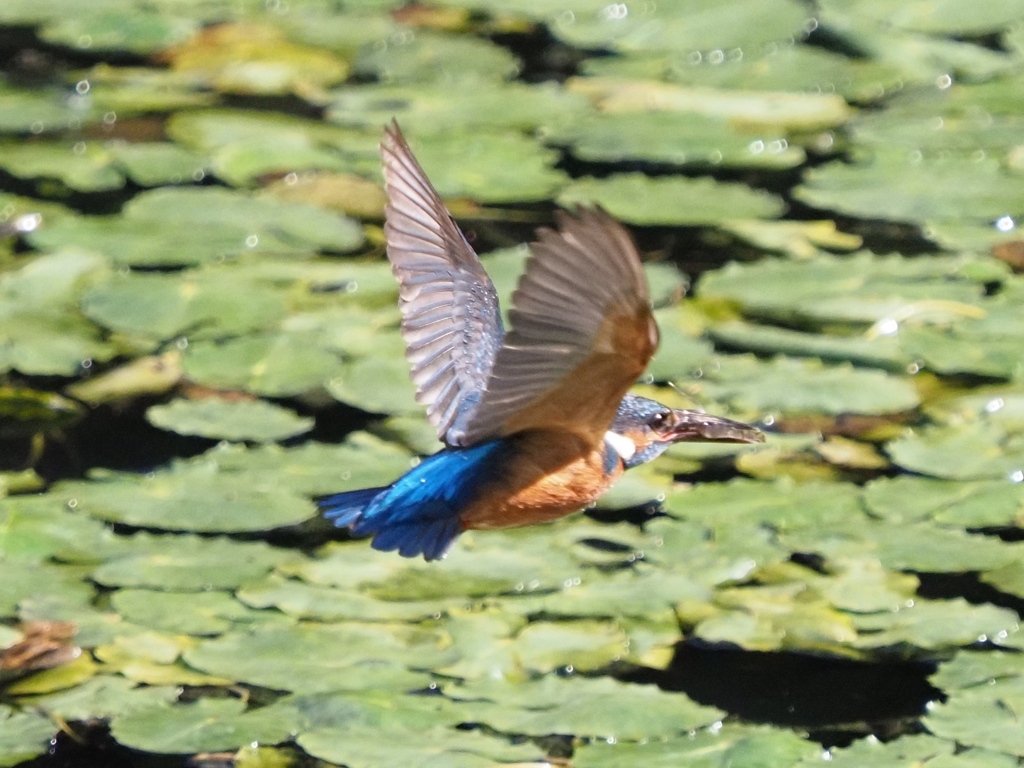 朝ごはん エビを咥えて３