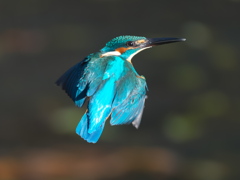 華麗なるターン 15