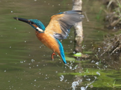 飛び込みシーケンス 22-4（父親）