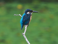 止り木 7（父親）