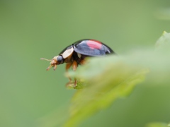 玄関から5mの世界（虫）ナミテントウ