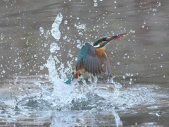 浮上 294（嫁候補）