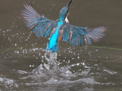 飛び込みシーケンス 18-6（父親）