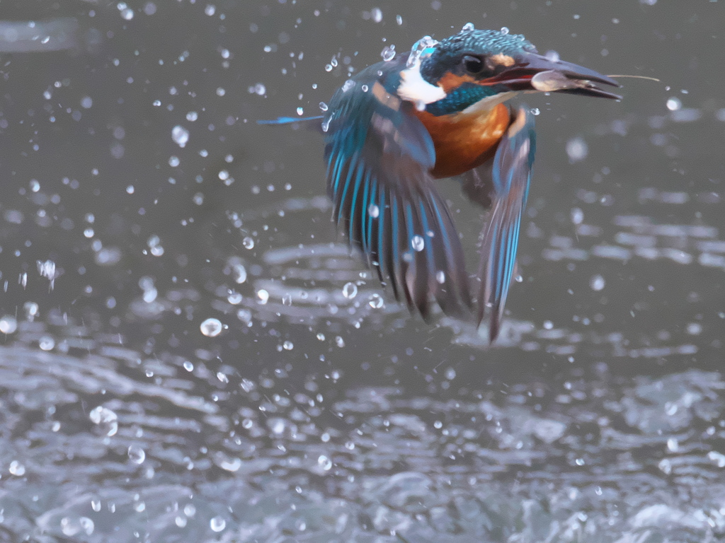 浮上 241-2（父親）