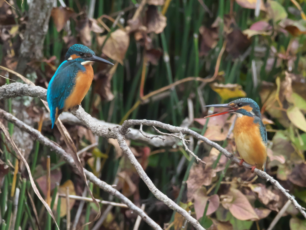 止り木 77（父親と嫁候補）