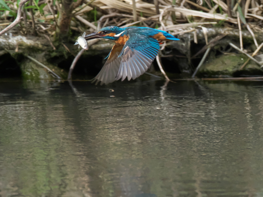 お魚獲れたよ 25-1