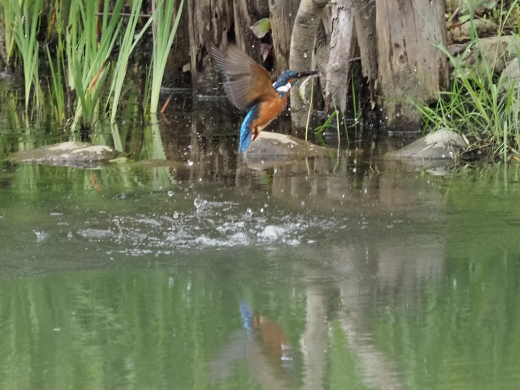 浮上 12-1 お魚あり