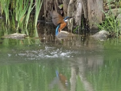 浮上 12-1 お魚あり