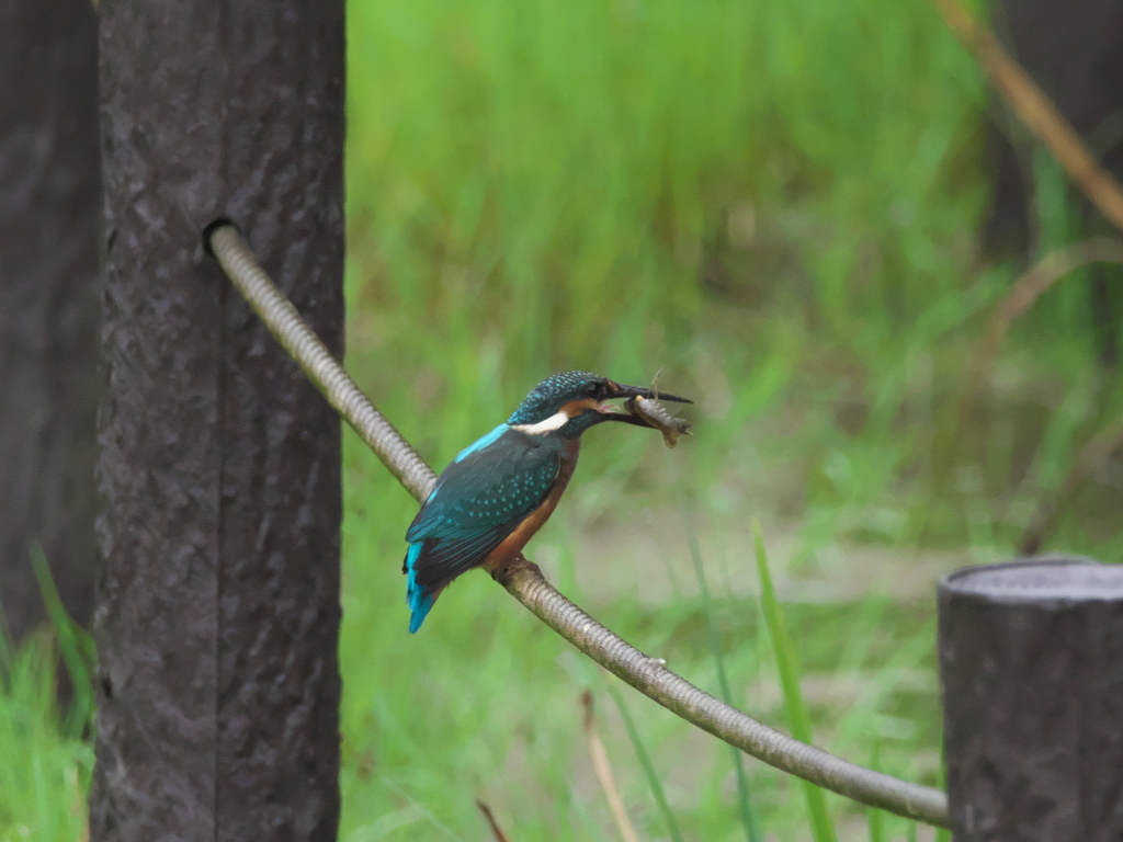 ザリガニ獲れたよ 9-2（子）