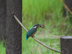 ザリガニ獲れたよ 9-2（子）