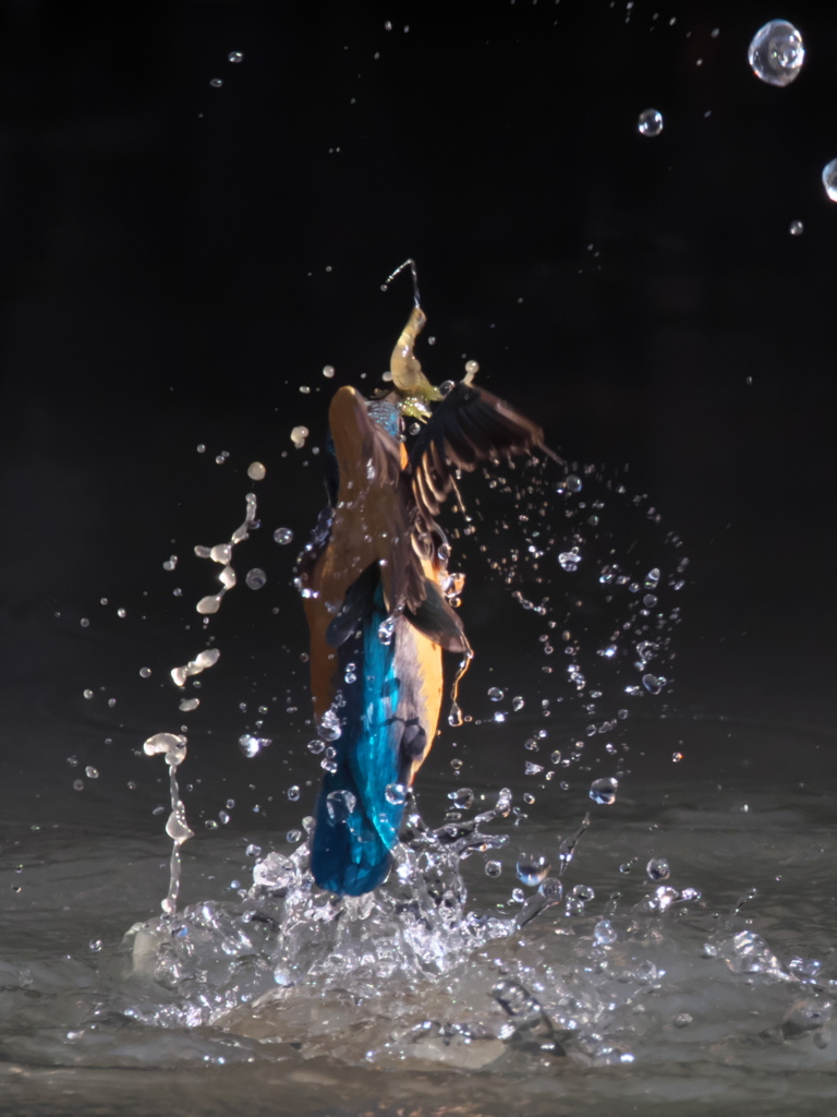 浮上 184-2（嫁候補）