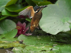 浮上 37-1（雛 エビ獲れたよ）
