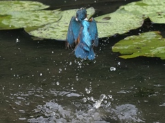 飛び込みシーケンス 2-7