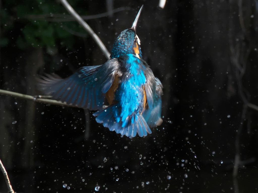 水浴び 4（父親）