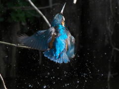 水浴び 4（父親）