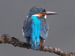 止り木 131（父親）