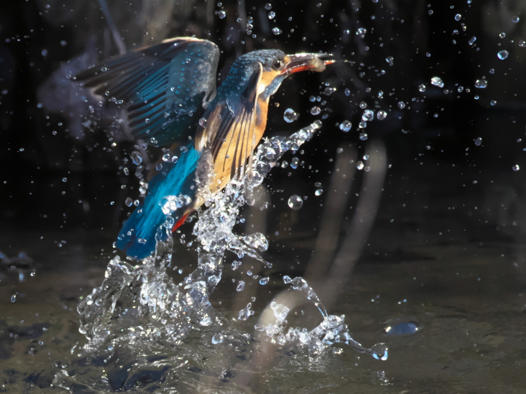 浮上 263（嫁候補）