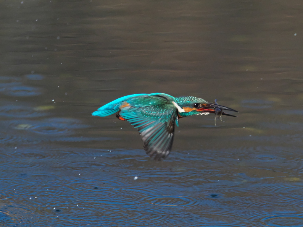 浮上 415-2（父親）