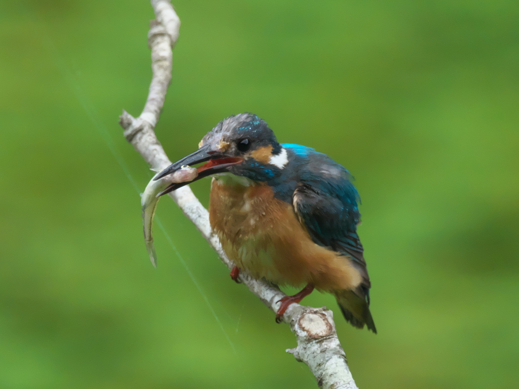 お魚獲れたよ 14（父親 嫁さんに持って帰ろう）