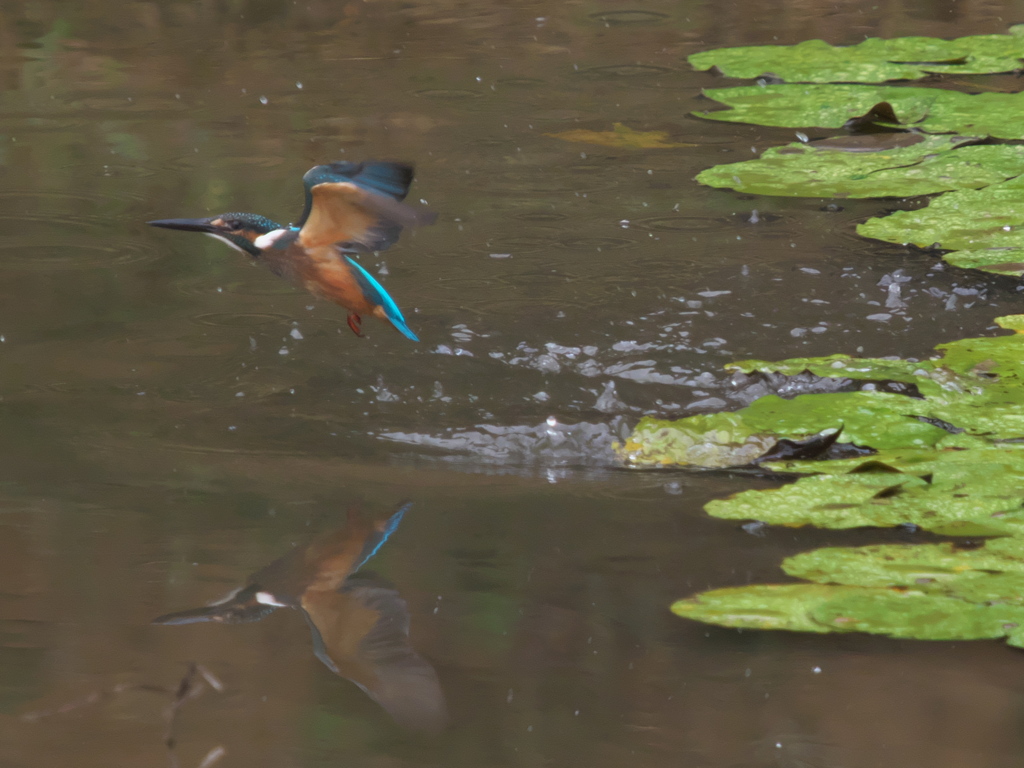 浮上 71（黒い若雄）