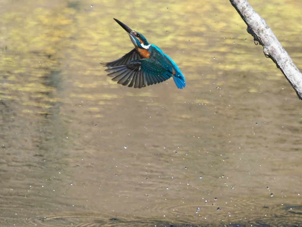 浮上 441（父親）