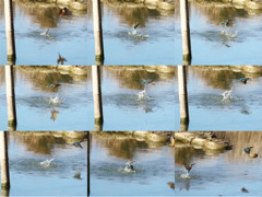 飛び込みシーケンス 30（父親と嫁候補のダブル その3）