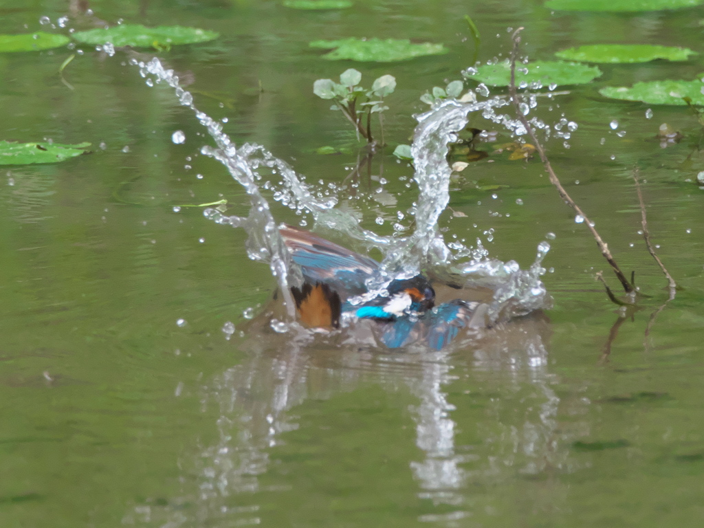 飛び込みシーケンス 5-5（父親）