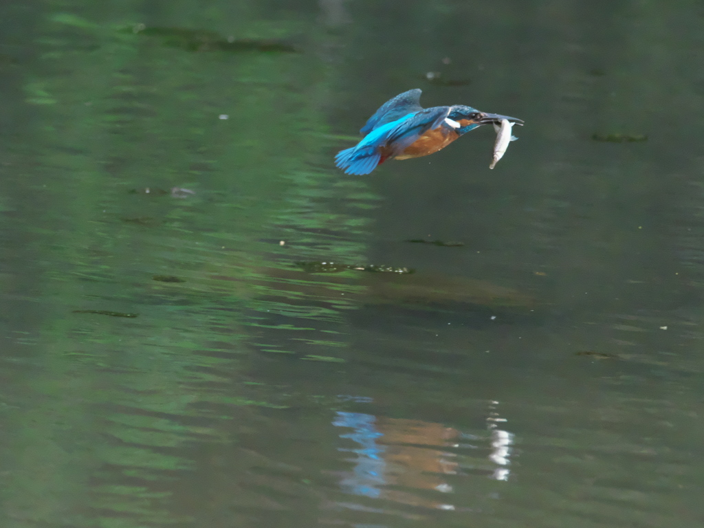 お魚獲れたよ 29-2