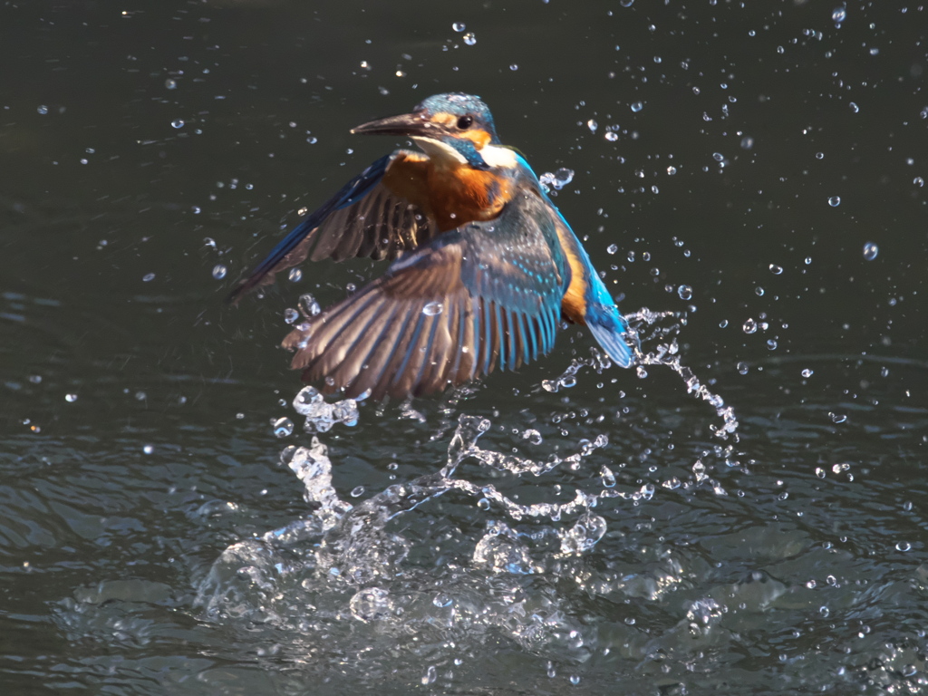 浮上 394-1（父親）