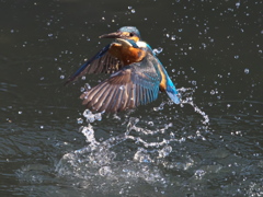 浮上 394-1（父親）