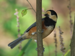 ヤマガラさん 2