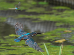 水平飛行 44-1（トンボと共に）