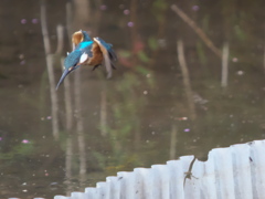 ロックオン 7（父親）