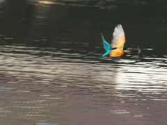 浮上 380（父親）