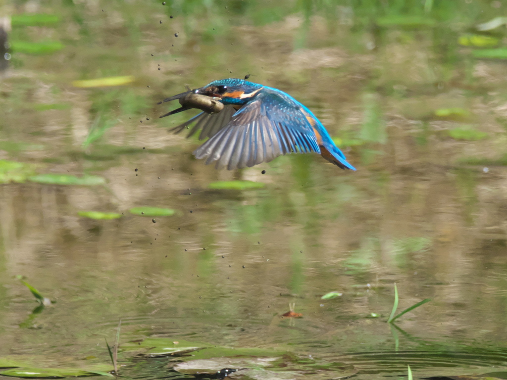 浮上 129-5（父親 ドジョウだと思ったら）